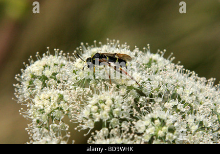 Frumento-stem Borer aka Unione sawfly di gambo di grano, Cephus pygmaeus, Symphyta, Hymenoptera, alimentazione su Hogweed. Foto Stock