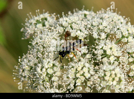 Frumento-stem Borer aka Unione sawfly di gambo di grano, Cephus pygmaeus, Symphyta, Hymenoptera, alimentazione su Hogweed. Foto Stock