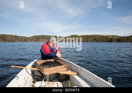 Uomo anziano che controlla la linea del gancio bagitato in una piccola barca a remi / skiff / dinghy , Finlandia Foto Stock