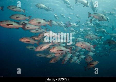 Una scuola di di rosso o Twinspot Snapper nuota dal fotografo. Foto Stock