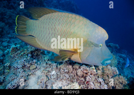 Un Napoleone o Humpheaded Wrassse nuota su un affioramento di corallo nel Mare Rosso. Foto Stock