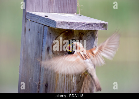 Tempo di alimentazione Foto Stock