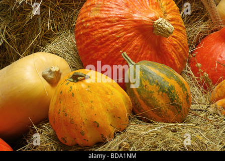 Zierkürbis zucca ornamentale 05 Foto Stock