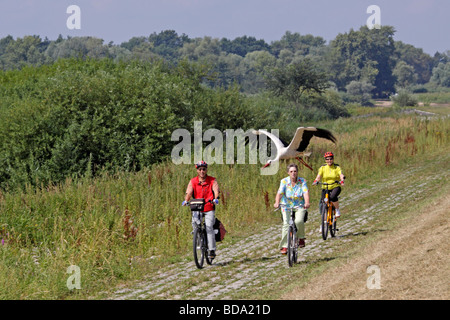 Cicogna bianca accanto alla pista ciclabile lungo il fiume Elba, Bassa Sassonia, Germania settentrionale Foto Stock