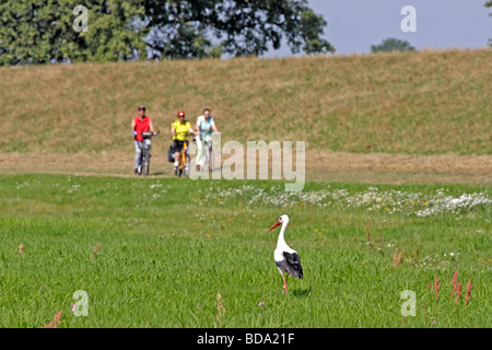 Cicogna bianca accanto alla pista ciclabile lungo il fiume Elba, Bassa Sassonia, Germania settentrionale Foto Stock