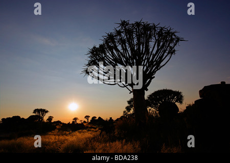 Silhouette di un fremito di alberi (Aloe dichotoma) all'alba, Namibia, Sud Africa Foto Stock