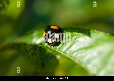 A due spot di coccinella con macchie rosse sulla alimentazione afidi Foto Stock