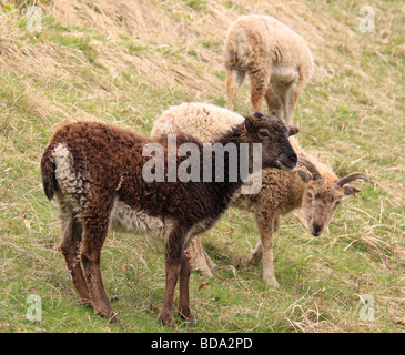 Soay agnelli pascolano Foto Stock