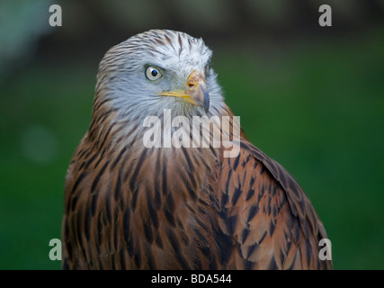 Nibbio bruno (Milvus migrans) Foto Stock