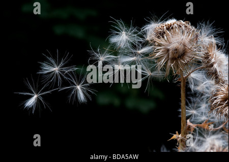 Spear thistle semi soffiando nel vento da seedhead sfondo scuro Foto Stock