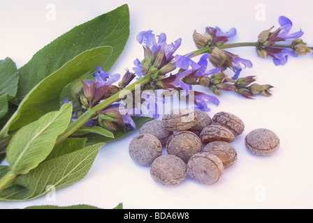 Salbeibonbon salvia candy 01 Foto Stock