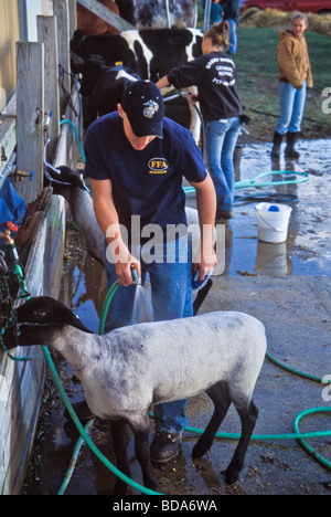4H agricoltura di alta scuola gli studenti a preparare mostrano delle pecore per la contea di concorrenza leale Foto Stock