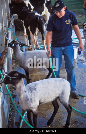 4H agricoltura di alta scuola gli studenti a preparare mostrano delle pecore per la contea di concorrenza leale Foto Stock