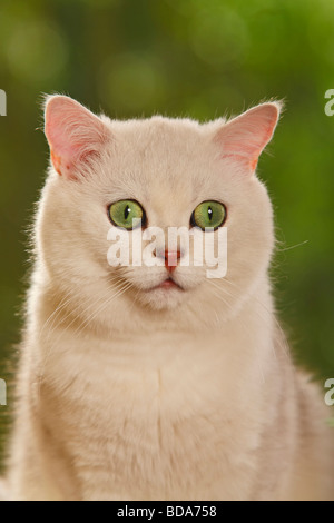 British Shorthair Cat tomcat chinchilla Foto Stock