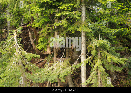 Trovare l'Orso grizzly sulle Grouse Mountain a Vancouver in Canada Foto Stock