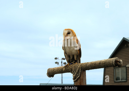 Il barbagianni in uccelli in Motion Flying display su Grouse Mountain Vancouver Canada Foto Stock