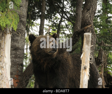 Orso grizzly sulle Grouse Mountain a Vancouver in Canada Foto Stock