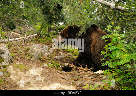Orso grizzly sulle Grouse Mountain a Vancouver in Canada Foto Stock