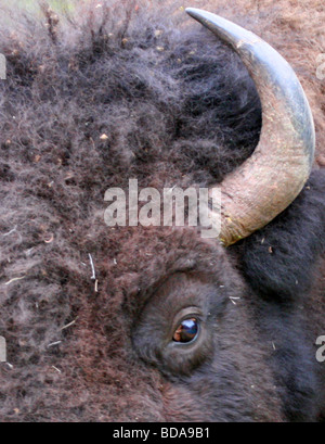 Clsoe su di una faccia di bisonti Foto Stock