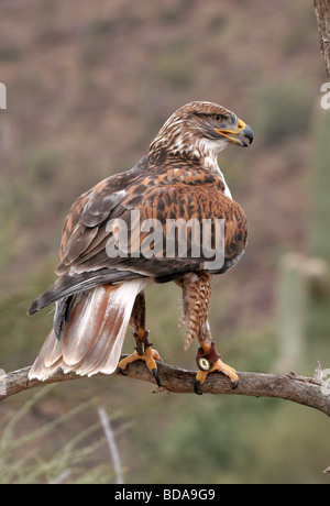 Falco ferruginosa appollaiato Foto Stock