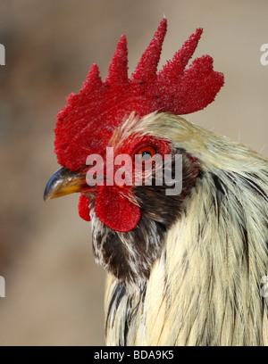 Close up di un gallo la testa Foto Stock