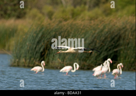 Cicogna bianca volando a bassa quota sopra il lago con i fenicotteri maggiore wading dietro Foto Stock