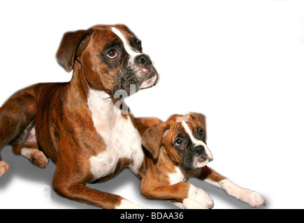 Boxer adulto e cucciolo su sfondo bianco, copia spazio sulla destra superiore Foto Stock