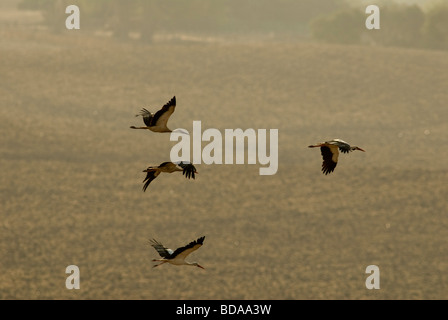 Cicogne bianche volando a bassa quota sopra il campo arato Foto Stock