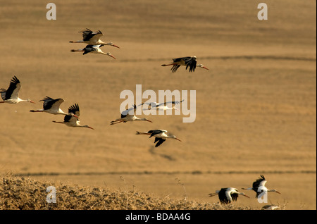 Stormo di cicogne bianche volando a bassa quota sopra il campo arato Foto Stock