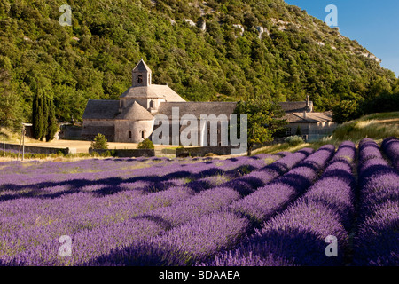 Campo di lavanda a l'Abbaye de Senanque vicino a Gordes, Provenza Francia Foto Stock