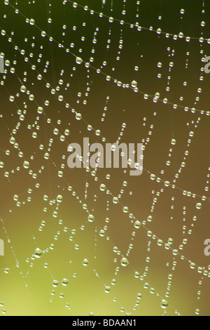 Stringhe di gocce di acqua come perle su questo spider web Foto Stock