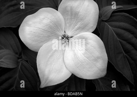 Close up sanguinello blossoms Oregon Foto Stock