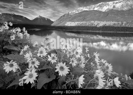 Sguazzare il lago e le montagne con radice Balsom Oregon Foto Stock