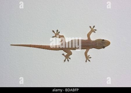 Asian House Gecko Hemidactylus frenatus Queensland Foto Stock