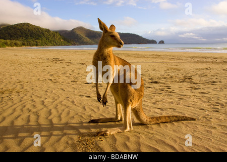 Canguro rosso Macropus rufus sulla spiaggia Foto Stock