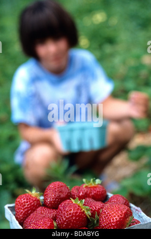 Bambino la raccolta di fragole Foto Stock