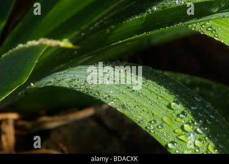 Wassertropfen auf Blatt waterdrop sulla lamina 08 Foto Stock