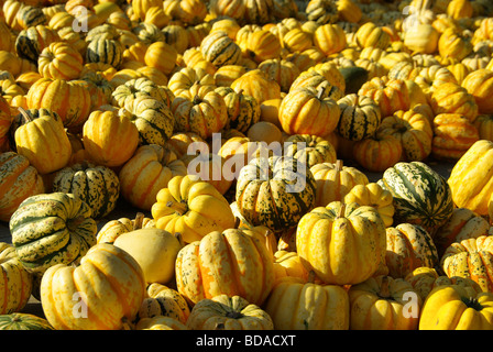 Zierkürbis zucca ornamentale 13 Foto Stock