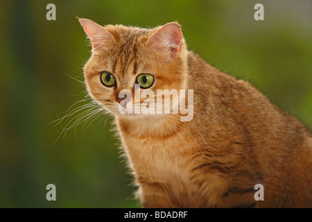 British Shorthair Cat golden sgombro tabby Foto Stock