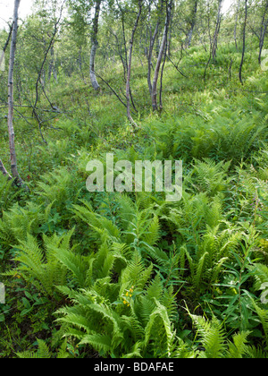 Felci e di betulle in rago national park, Norvegia Foto Stock