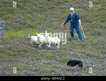 Highland pastore il suo lavoro di Border Collie cane a Scottish sheepdog prove Foto Stock