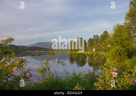 Vista del fiume Allouette in Pitt prati con rose selvatiche in primo piano e le spighe dorate in background Foto Stock