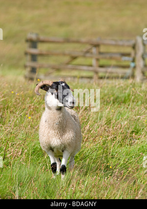 Giovani Blackfaced di pecora o agnello su un altopiano Scozzese Farm Foto Stock