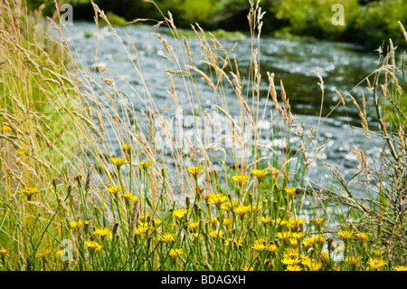 A est del fiume Dart a Postbridge, Devon, Regno Unito con fiori ed erbe in primo piano Foto Stock