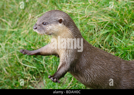 Asian breve artigliato lontra, amblonyx cinereus, visualizzazione delle gambe anteriori con breve blunt artigli. Foto Stock