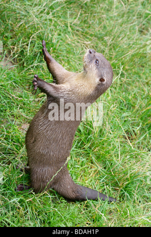 Asian breve artigliato lontra, amblonyx cinereus, ritto sulle zampe posteriori e le luci di coda, visualizzazione di griffe brevi su piedi anteriori. Foto Stock