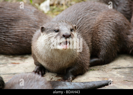 Asian breve artigliato lontra, Amblonyx cinereus, mostrando i denti taglienti. Foto Stock