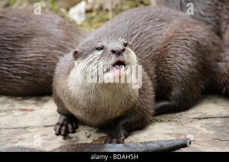 Asian breve artigliato lontra, Amblonyx cinereus mostrando i denti. Foto Stock