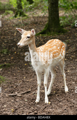 Giovane daino, Dama Dama con rivestimento in estate nel bosco impostazione. Foto Stock