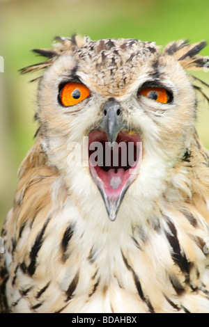 Il Bengala gufo reale, Bubo Bengalensis,chiamando completamente con becco aperto bocca e la lingua di visualizzazione, la gola e gli occhi selvatici. Foto Stock